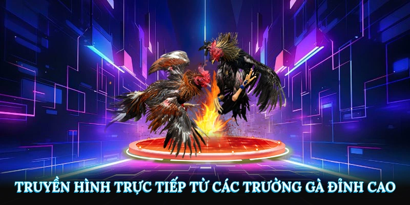 Truyền hình ảnh trực tiếp từ các trường gà đỉnh cao